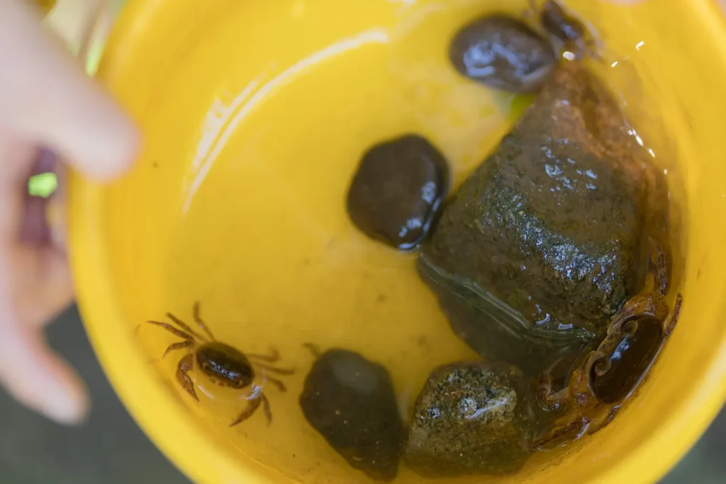 ホンモノ体験四季をとおした自然体験ことりの森