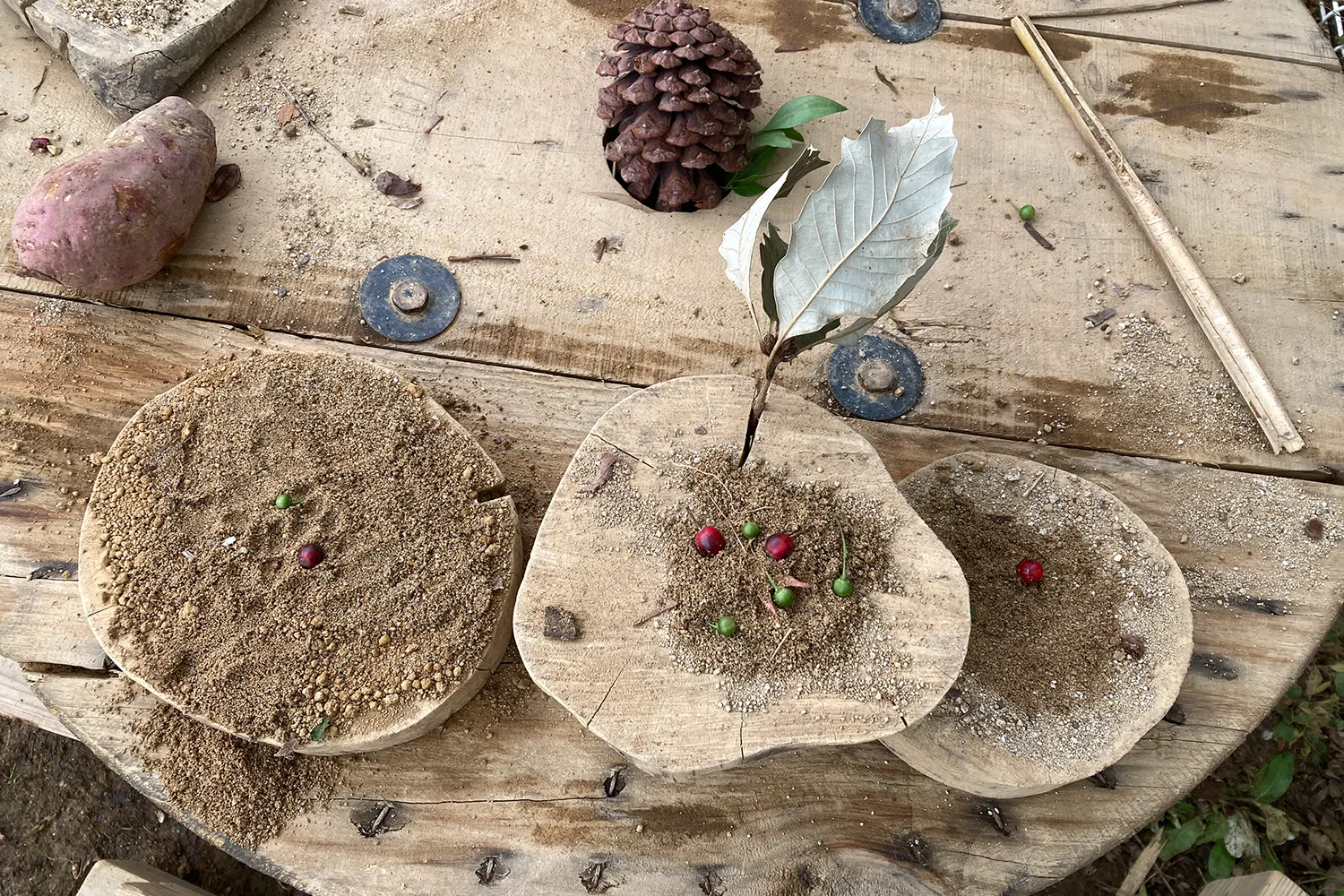 創造性を育む自然素材